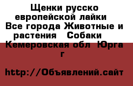 Щенки русско европейской лайки - Все города Животные и растения » Собаки   . Кемеровская обл.,Юрга г.